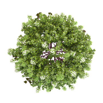 3D rendering of Glossy abelia plant on transparent background from top view