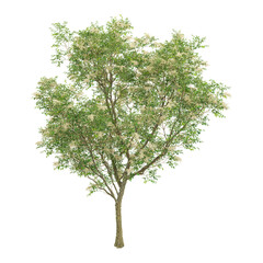 Obraz premium 3D rendering of Himalayan ash tree on transparent background