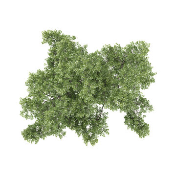 3D rendering of Juglans regia tree on transparent background from top view