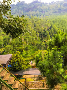 Bamboo observation platform overlooking lush mountain forest landscape in a scenic nature tourism destination with green trees and panoramic valley view.