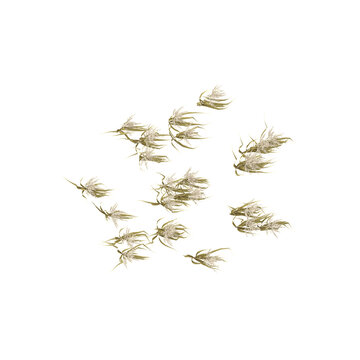 3D rendering of Phragmites australis plant on transparent background from top view