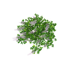Obraz premium 3d Rendering Of Spur flower plant on Transparent Canvas from top view
