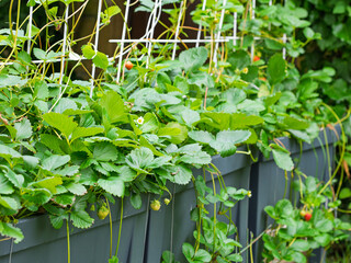 Everbearing strawberries (Fragaria &times; ananassa) growing in garden containers placed on a lawn behind a family house. Healthy plants producing fruit continuously from summer to autumn.