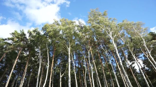 Birch trees swaying in the wind, tall white trunks and green leaves moving in a summer forest under blue sky and clouds. Peaceful natural woodland background.