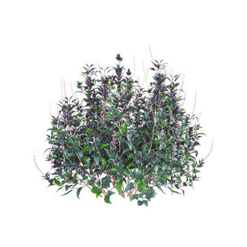 3D rendering of Strobilanthes plant on transparent background