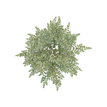 3D rendering of Variegated privet plant on transparent background from top view