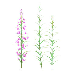 Obraz premium collection of Aruncus sylvester flower plant with realistic style