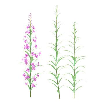 collection of Aruncus sylvester flower plant with realistic style