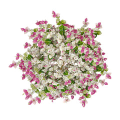 Fototapeta premium collection of Asiatic jasmine variegated plant on transparent canvas from top view