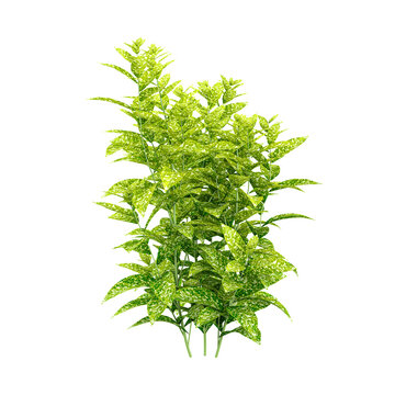 collection of Aucuba japonicacv  plant on transparent canvas
