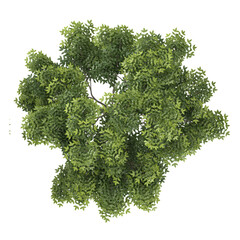 Obraz premium collection of Celtis Australis plant with realistic style from top view