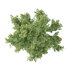 Obraz premium collection of Chinese aspen plant on transparent canvas from top view