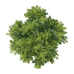 Obraz premium collection of Closeup Bullet Wood plant on transparent canvas from top view