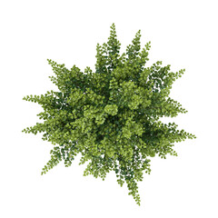 Fototapeta premium collection of Closeup Bullet Wood plant with realistic style from top view
