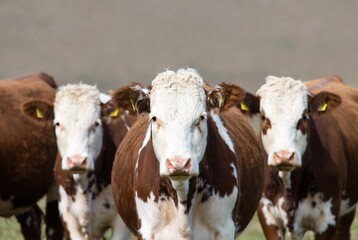 A group of cows are looking directly at the camera. They are in a field, likely farmland.