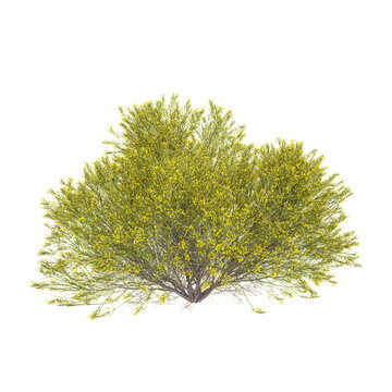 collection of Dorniger ginster plant on transparent canvas