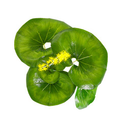 collection of Farfugium japonicum tree with realistic style from top view © Fouzia