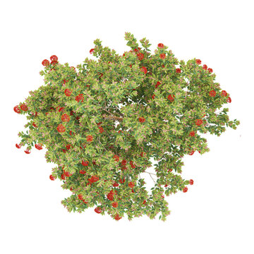 collection of Flowering gum plant on transparent canvas from top view