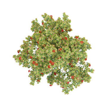collection of Flowering gum plant with realistic style from top view