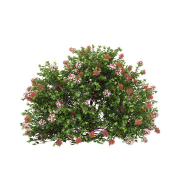 collection of Glossy abelia plant on transparent canvas