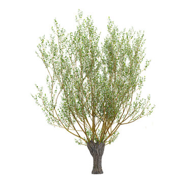 collection of Goat willow plant on transparent canvas