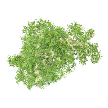 collection of Himalayan ash tree on transparent canvas from top view