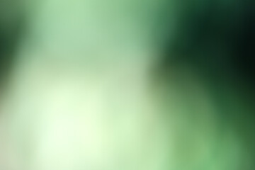 Fototapeta premium Discovering tranquility in a lush green forest pathway