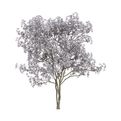 Fototapeta premium collection of Magnolia stellata plant on transparent canvas