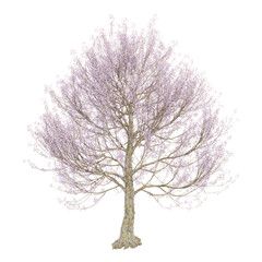 Obraz premium collection of princess plant on transparent canvas