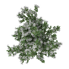 Fototapeta premium collection of Serissa foetida flowers plant on transparent canvas from top view