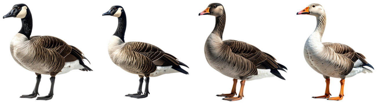 Two magnificent Canada geese and two domestic geese stand displaying their unique feather patterns isolated on transparent background. PNG die-cut for advertising