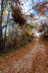Obraz premium Woodland hiking path in autumn with soft light. Panoramic scenic landscape with tranquil fall colors.