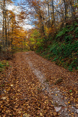 Obraz premium Woodland hiking path in autumn with soft light. Panoramic scenic landscape with tranquil fall colors.