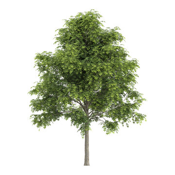 Green Celtis Australis plant isolated on Canvas