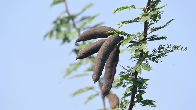 Vachellia farnesiana pods. Its common name is Acacia farnesiana,&nbsp;Mimosa farnesiana,&nbsp;sweet acacia, huisache, casha tree and needle bush. It is a species of shrub or small tree in the&nbsp;legume&nbsp;family.