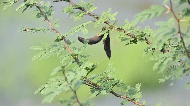 Vachellia farnesiana pods. Its common name is Acacia farnesiana,&nbsp;Mimosa farnesiana,&nbsp;sweet acacia, huisache, casha tree and needle bush. It is a species of shrub or small tree in the&nbsp;legume&nbsp;family.