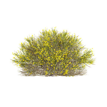 Green Dorniger ginster plant isolated on Canvas