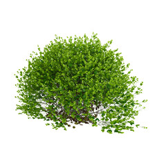 Obraz premium Green Dwarf english boxwood sheubs plant isolated on Canvas