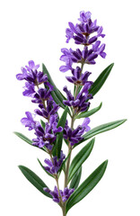 Obraz premium PNG Vibrant lavender botanical illustration.