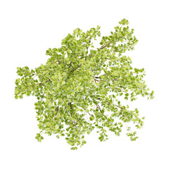 Obraz premium Green Snow pear plant isolated on Canvas from top view