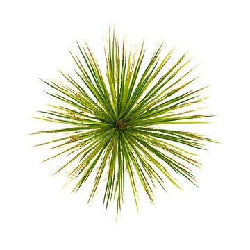 Green Texas sotol tree isolated on Canvas from top view