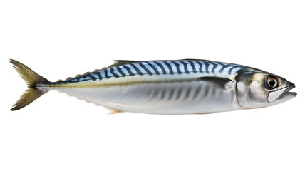Naklejka premium Fresh Mackerel Fish Isolated on White Background Seafood Ingredient