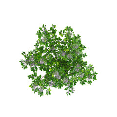 Isolated Spur flower plant on transparent canvas from top view