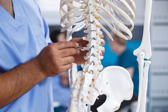By pointing to the backbones of human skeleton, chiropractor diagnoses physical defects and explains pain. Close-up of medical assistant revealing osteopathy system and spinal cord.