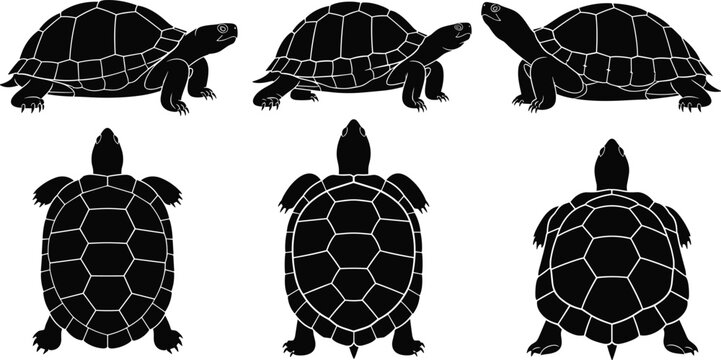 Set of black silhouette tortoise and turtle icons featuring side views and top-down shell patterns isolated on white background.