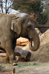 Fototapeta premium Asian elephant walking in zoo enclosure