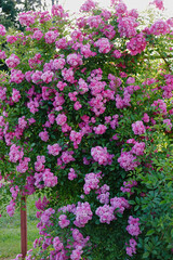 Fototapeta premium pink climbing rose in full bloom on garden trellis, rambling rose background