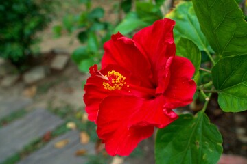 Vibrant Botanical Elegance: A Detailed Macro View of a Red Tropical Hibiscus in Full Bloom
