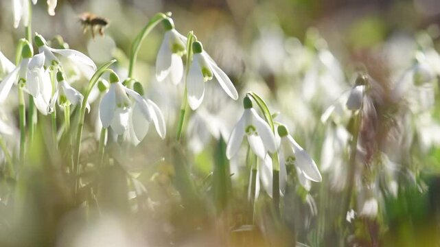 Sunny day with bee on beautiful snowdrop flower in wild garden meadow. Spring wildlife nature background. March season landscape  wallpaper.