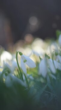 Snowdrop flower meadow with bokeh light. March season flower wallpaper. Spring floral nature landscape. Vertical video